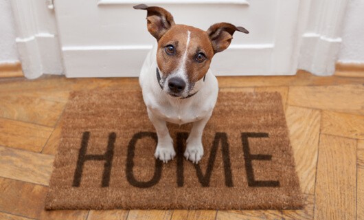 Pet on doormat | The Carpet Stop