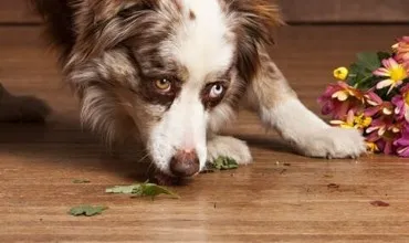 Hardwood flooring | The Carpet Stop